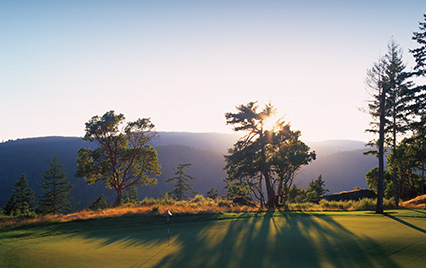 Cypress